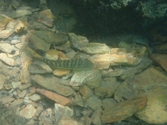 Sicyopterus japonicus
