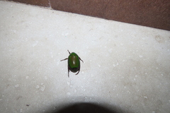 Coleoptera