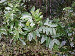 Alectryon excelsus excelsus