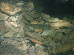 Sicyopterus japonicus