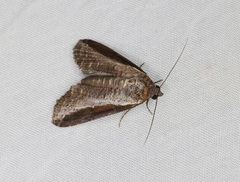 Lophoptera squammigera