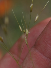 Piptatheropsis canadensis