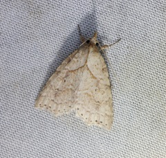 Olulis puncticinctalis