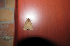 Lepidoptera