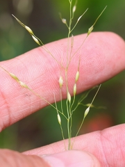 Piptatheropsis canadensis