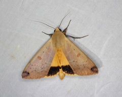 Ophiusa disjungens