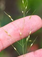 Piptatheropsis canadensis
