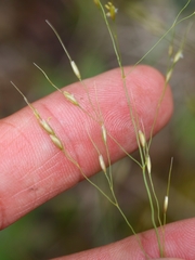 Piptatheropsis canadensis