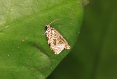 Phaecasiophora leechi