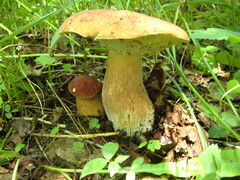 Boletus betulicola