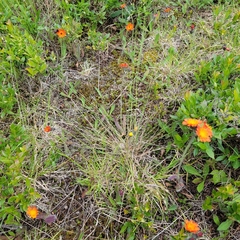 Piptatheropsis canadensis
