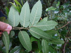 Alectryon excelsus excelsus