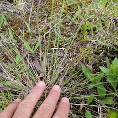 Piptatheropsis canadensis