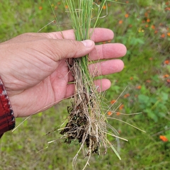 Piptatheropsis canadensis