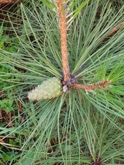 Pinus nigra