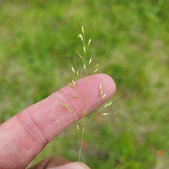 Piptatheropsis canadensis