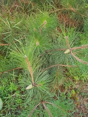 Pinus nigra