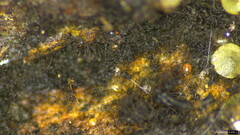 Spadicoides