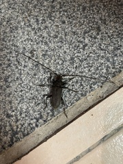 Stromatium longicorne