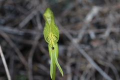 Pterostylis tasmanica