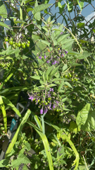 Solanum dulcamara