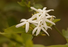 Jasminum elongatum