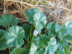 Malva neglecta