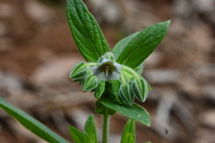 Trichodesma zeylanicum