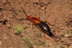 Forficula senegalensis