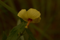 Abelmoschus sagittifolius
