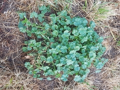 Malva neglecta