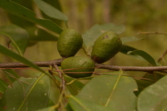Siphonodon celastrineus