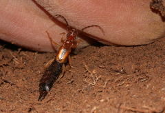 Forficula senegalensis