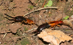 Forficula senegalensis