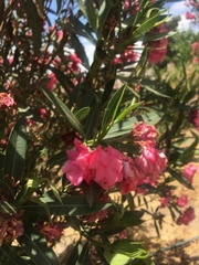 Nerium oleander