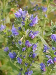 Echium vulgare
