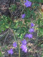 Campanula petiolata