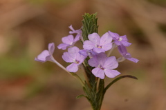 Eranthemum tetragonum