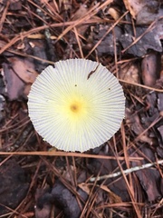 Leucocoprinus fragilissimus image