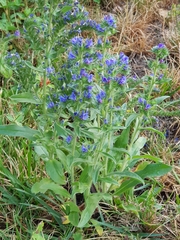 Echium vulgare