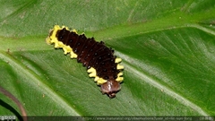 Gynautocera rubriscutellata