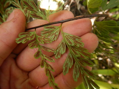Asplenium aethiopicum