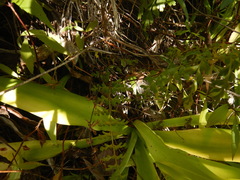 Asplenium aethiopicum