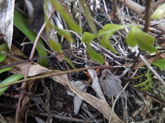 Asplenium aethiopicum
