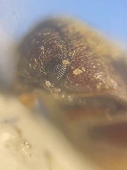Trixagus dermestoides