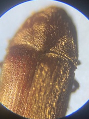 Trixagus dermestoides