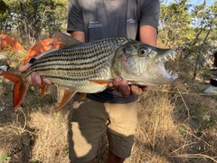 Hydrocynus vittatus