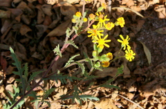 Senecio consanguineus