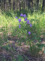 Campanula petiolata