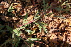Senecio consanguineus